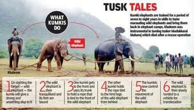Meet Khaleem: The celebrity kumki elephant of Tamil Nadu.